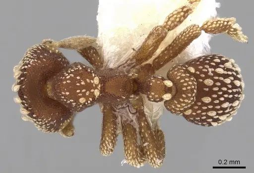 Eurhopalothrix coronata specimen