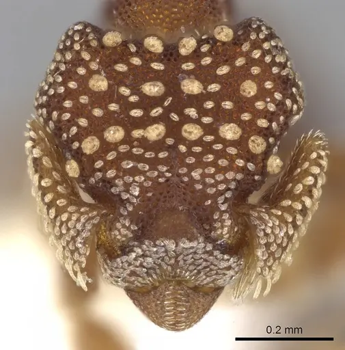 Eurhopalothrix coronata specimen