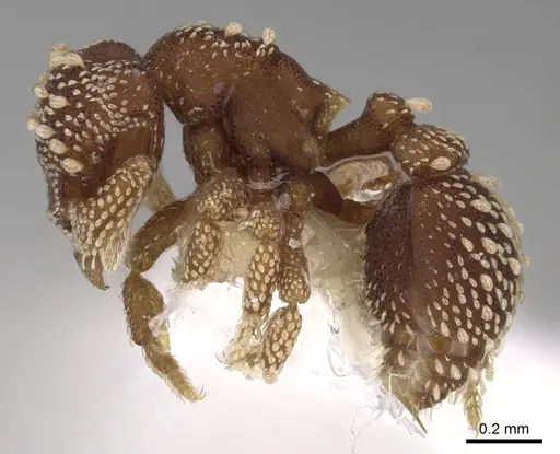 Eurhopalothrix coronata specimen