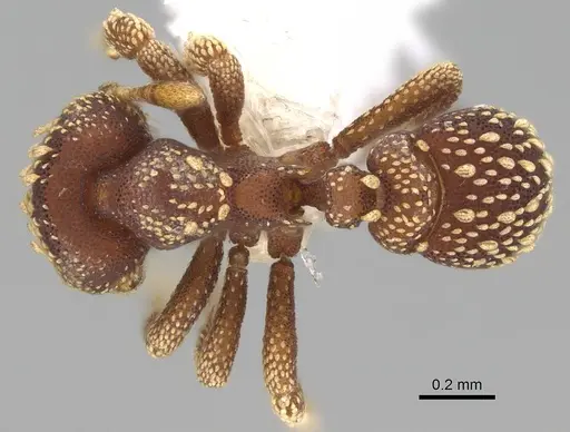 Eurhopalothrix coronata - CASENT0914900