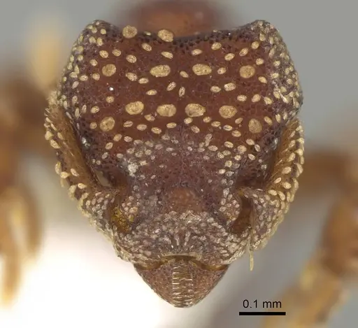 Eurhopalothrix coronata - CASENT0914900