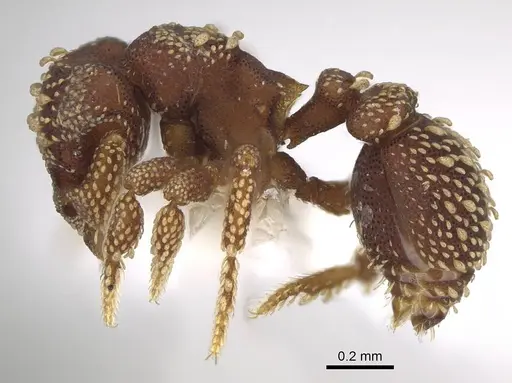 Eurhopalothrix coronata - CASENT0914900