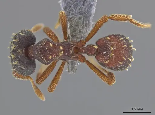 Eurhopalothrix depressa specimen