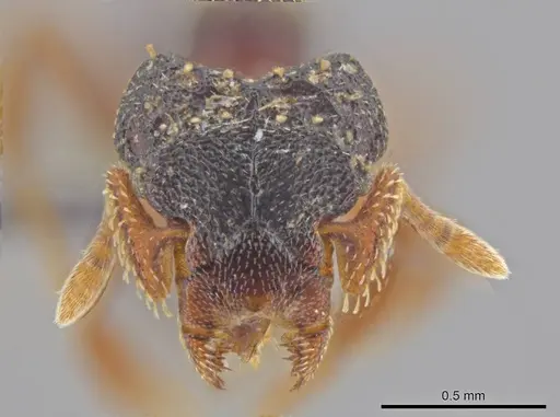 Eurhopalothrix depressa specimen