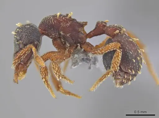 Eurhopalothrix depressa specimen