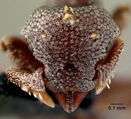 Eurhopalothrix dubia specimen