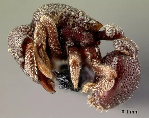 Eurhopalothrix dubia specimen