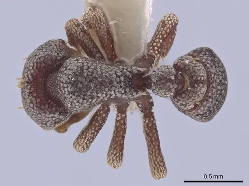 Eurhopalothrix dubia - CASENT0634903