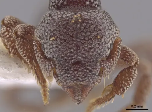 Eurhopalothrix dubia - CASENT0634903