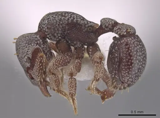 Eurhopalothrix dubia - CASENT0634903