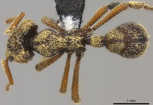 Eurhopalothrix emeryi specimen