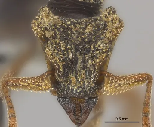 Eurhopalothrix emeryi specimen