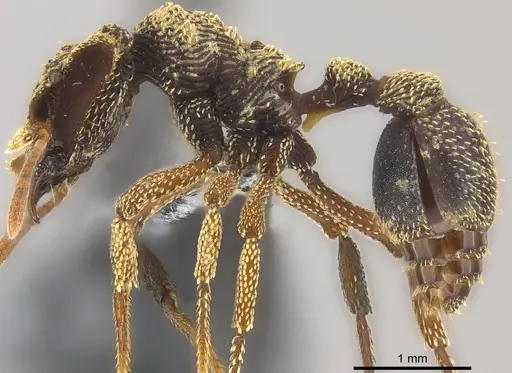 Eurhopalothrix emeryi specimen