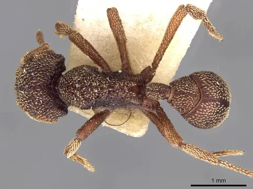 Eurhopalothrix emeryi - CASENT0909347