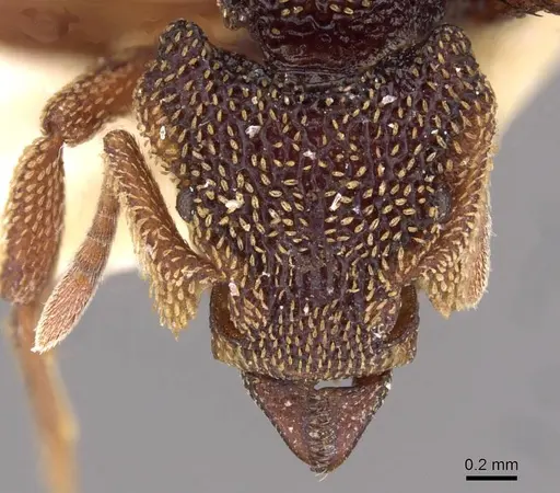 Eurhopalothrix emeryi - CASENT0909347