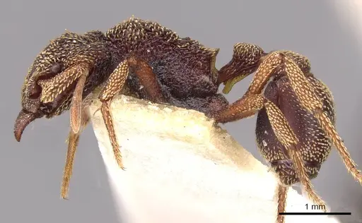 Eurhopalothrix emeryi - CASENT0909347