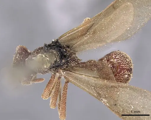 Eurhopalothrix emeryi - CASENT0909348