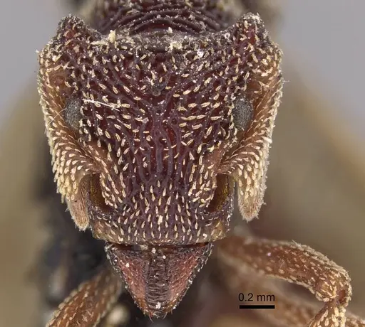 Eurhopalothrix emeryi - CASENT0909348