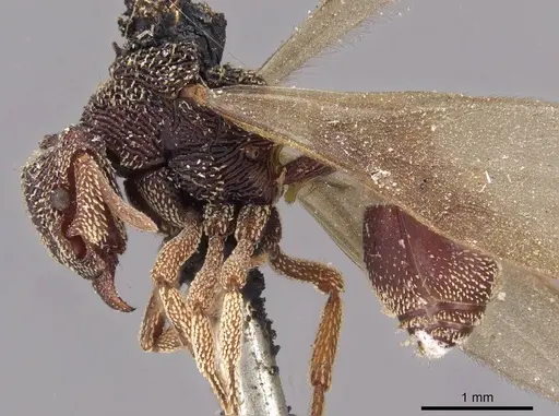 Eurhopalothrix emeryi - CASENT0909348