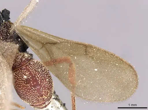 Eurhopalothrix emeryi - CASENT0909348