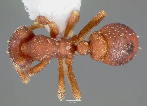 Eurhopalothrix floridana specimen