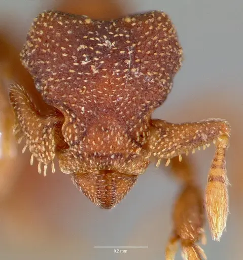 Eurhopalothrix floridana specimen