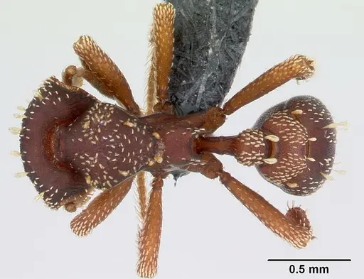 Eurhopalothrix gravis specimen