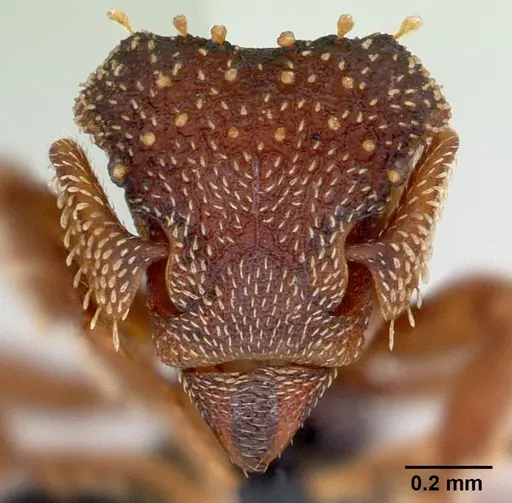 Eurhopalothrix gravis specimen