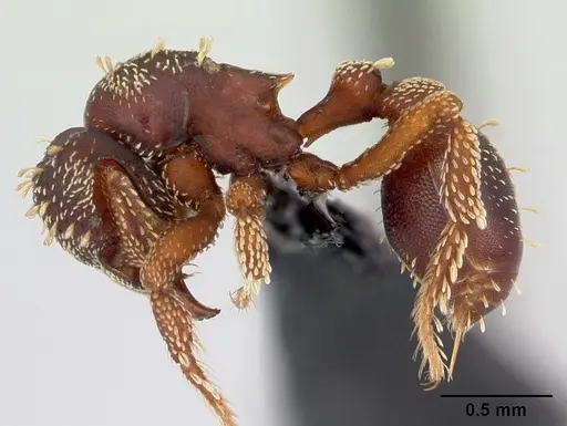 Eurhopalothrix gravis specimen