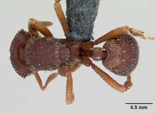 Eurhopalothrix gravis - CASENT0172770