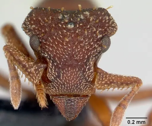 Eurhopalothrix gravis - CASENT0172770