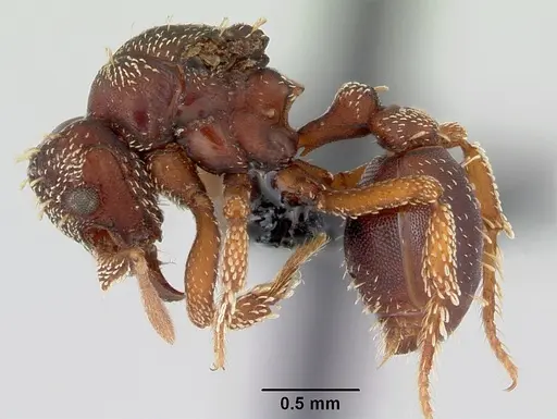 Eurhopalothrix gravis - CASENT0172770