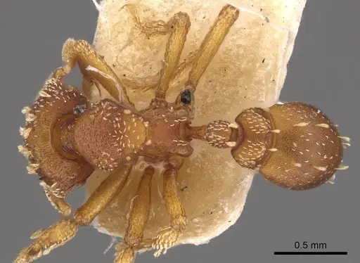 Eurhopalothrix gravis - CASENT0900928