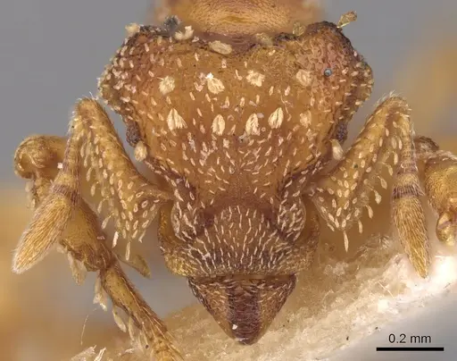 Eurhopalothrix gravis - CASENT0900928