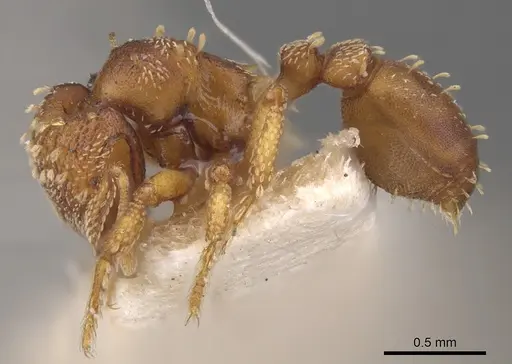 Eurhopalothrix gravis - CASENT0900928