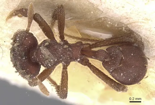 Eurhopalothrix gravis - CASENT0912537