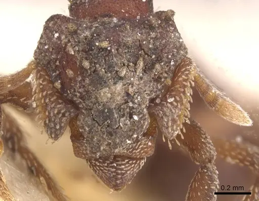 Eurhopalothrix gravis - CASENT0912537