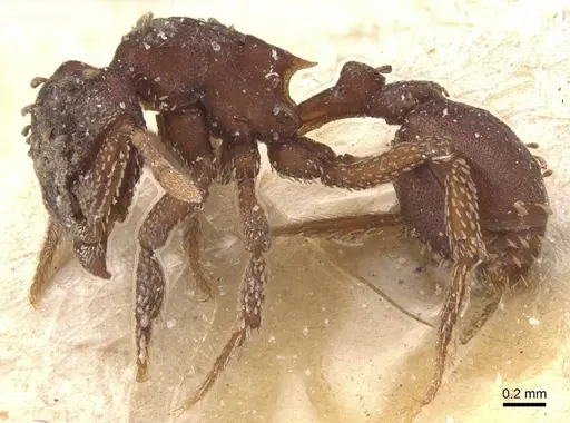 Eurhopalothrix gravis - CASENT0912537