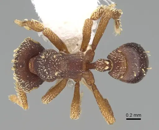 Eurhopalothrix gravis - CASENT0914899