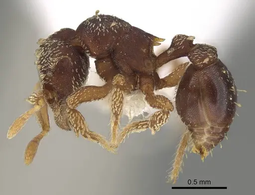 Eurhopalothrix gravis - CASENT0914899