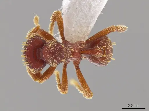 Eurhopalothrix gravis - INB0003212671