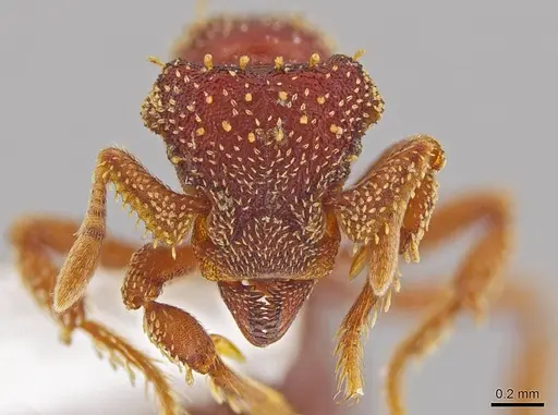 Eurhopalothrix gravis - INB0003212671