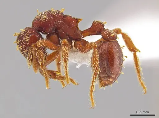 Eurhopalothrix gravis - INB0003212671