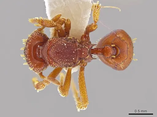 Eurhopalothrix gravis - INBIOCRI001237722