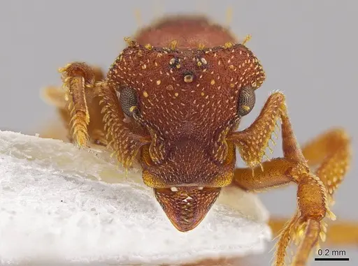 Eurhopalothrix gravis - INBIOCRI001237722