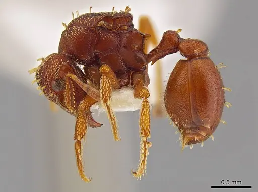 Eurhopalothrix gravis - INBIOCRI001237722