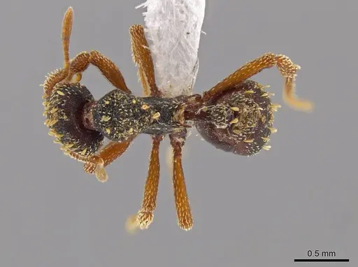 Eurhopalothrix guadeloupensis specimen