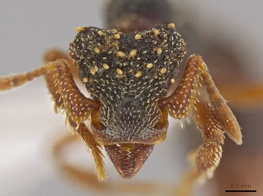 Eurhopalothrix guadeloupensis specimen