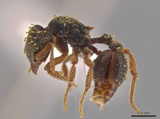 Eurhopalothrix guadeloupensis specimen