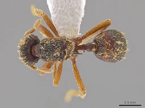 Eurhopalothrix guadeloupensis - CASENT0630318